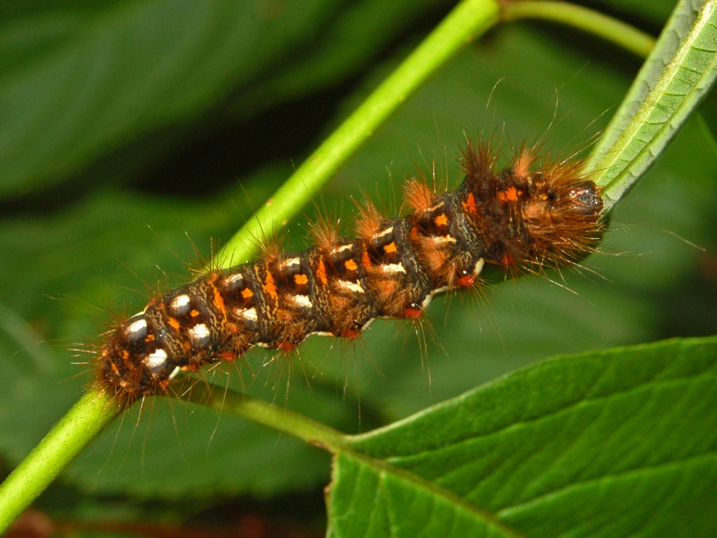 Bruco di Acronicta rumicis?